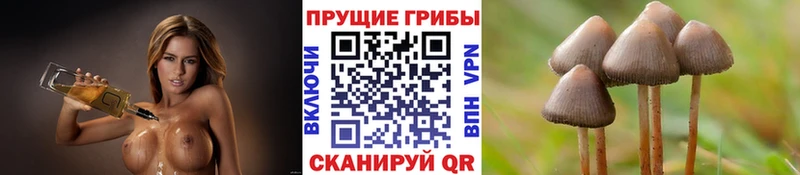 купить   Новошахтинск  Галлюциногенные грибы прущие грибы 